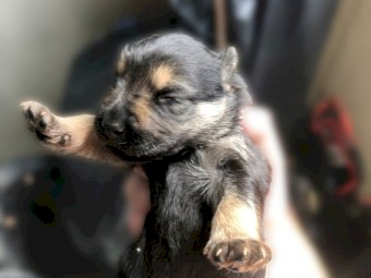 Shar pei x Ridgeback x German shepherd 