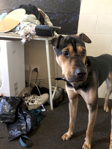 Shar pei x Ridgeback x German shepherd 