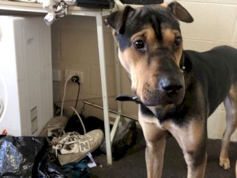 Shar pei x Ridgeback x German shepherd 