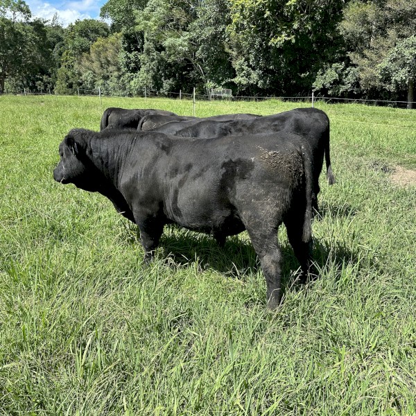 Registered and commercial stud bulls 19 months