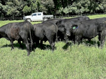 Registered and commercial stud bulls 19 months