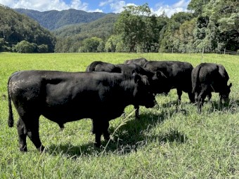 Registered and commercial stud bulls 19 months