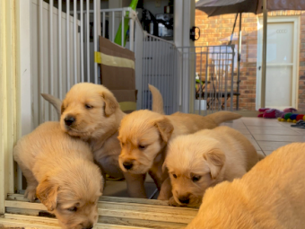Golden Retriever puppies 