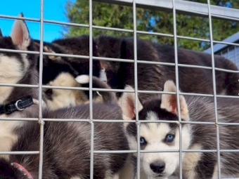 Siberian husky puppies 