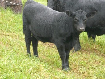 Stunning Quiet Angus Vealers