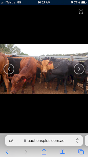 23 Angus and Red Angus heifers