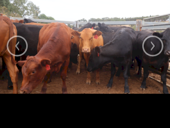 23 Angus and Red Angus heifers