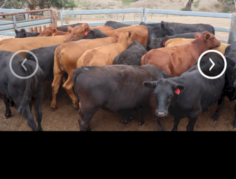 23 Angus and Red Angus heifers