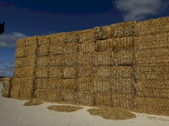 60mt Commodus Barley Straw 8x4x3 Bales