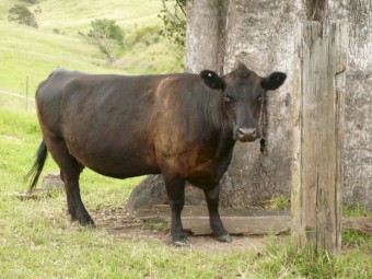 Gorgeous Quiet Angus Cow's 