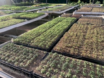 LEASE a 25 years established hydroponic lettuce/greens farm in Northern Rivers