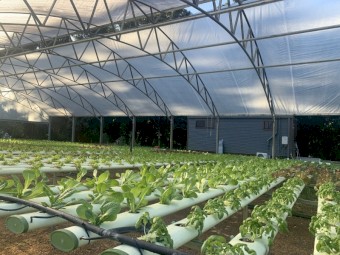 LEASE a 25 years established hydroponic lettuce/greens farm in Northern Rivers