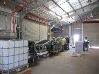 Lakewood Frozen blueberry Grading line