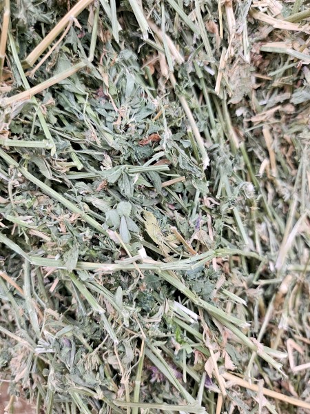65mt Lucerne Hay 8x4x3 Bales