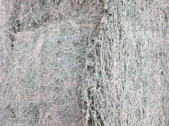 65mt Lucerne Hay 8x4x3 Bales