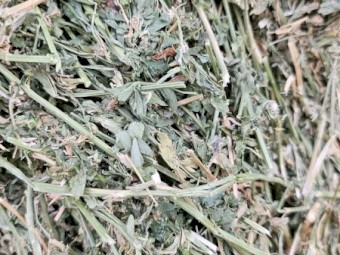 65mt Lucerne Hay 8x4x3 Bales