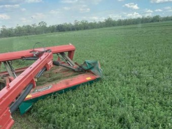 3rd Cut Lucerne 2024/2025