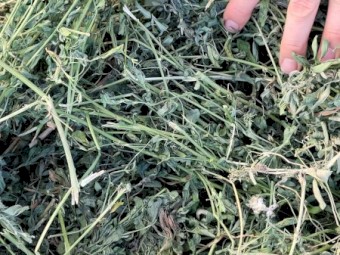 3rd Cut Lucerne 2024/2025