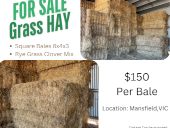 Big Squares 8x4x3 Ryegrass - Clover Hay