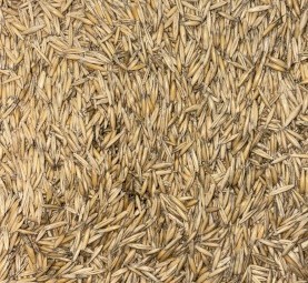 150 mt Oats Seed (Graza 50)