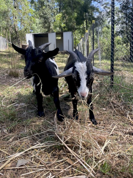 Nigeran Dwarf Goats Wethers x 3 - FREE