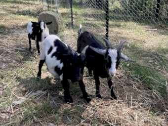 Nigeran Dwarf Goats Wethers x 3 - FREE