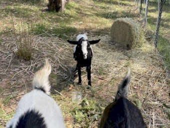 Nigeran Dwarf Goats Wethers x 3 - FREE