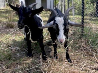 Nigeran Dwarf Goats Wethers x 3 - FREE