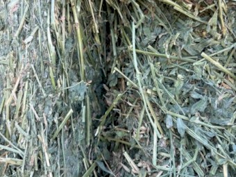 Excellent Quality Lucerne Hay