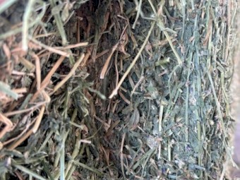 Excellent Quality Lucerne Hay