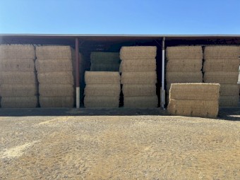 Excellent Quality Lucerne Hay