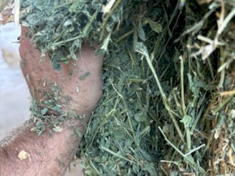 Excellent Quality Lucerne Hay