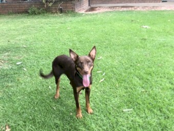 Kelpie 8 months old female