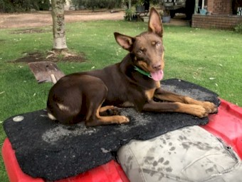 Kelpie 8 months old female