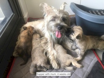 Puppies: Cairn terriers - the original working dog from Scotland!