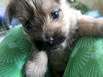 Puppies: Cairn terriers - the original working dog from Scotland!