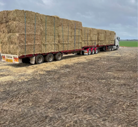 Excellent Quality Oaten Hay 