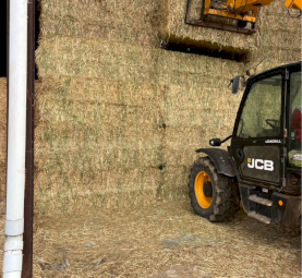 Excellent Quality Barley Hay