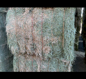 Lucerne Hay 24/25 season