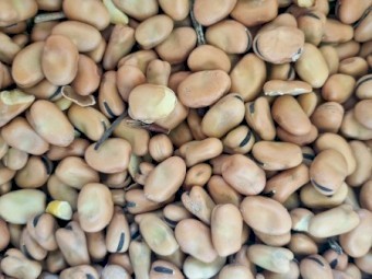60mt Faba Beans
