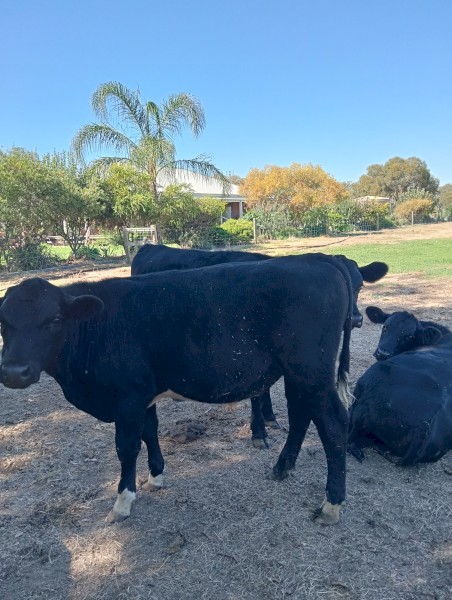 Angus/Angus cross steers 