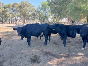 Angus/Angus cross steers 