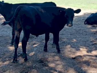 Angus/Angus cross steers 