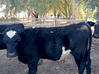 Angus/Angus cross steers 