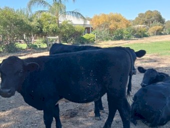 Angus/Angus cross steers 
