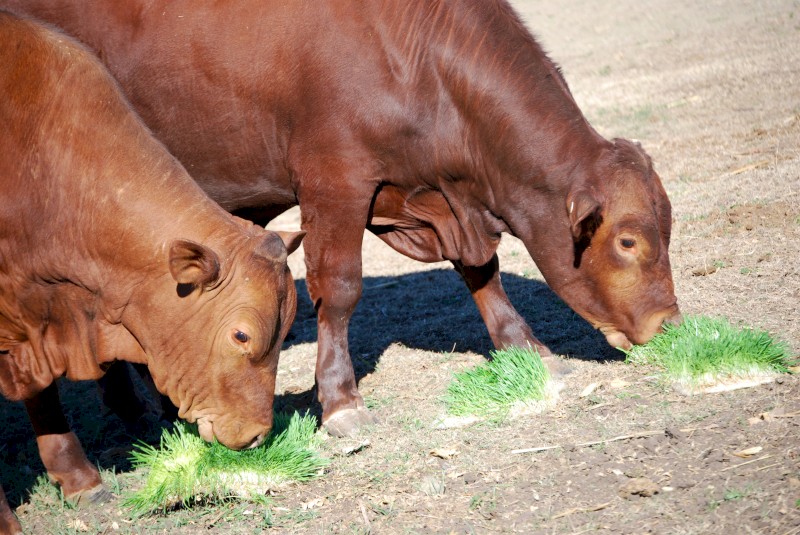 Hydroponic Fodder Growing Trays, Hydroponic Fodder Trays, Sprouting Trays for Sale - Price Negotiable.