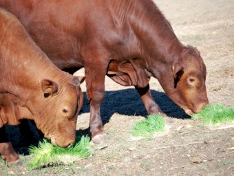 Hydroponic Fodder Growing Trays, Hydroponic Fodder Trays, Sprouting Trays for Sale - Price Negotiable.
