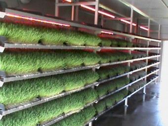 Hydroponic Fodder Growing Trays, Hydroponic Fodder Trays, Sprouting Trays for Sale - Price Negotiable.