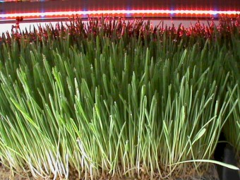 Hydroponic Fodder Growing Trays, Hydroponic Fodder Trays, Sprouting Trays for Sale - Price Negotiable.