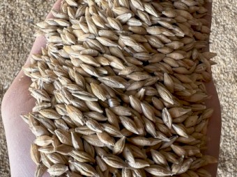 Barley Malt/Feed 1